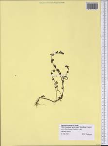 Euphrasia stricta J. P. Wolff ex J. F. Lehm., America (AMER) (United States)