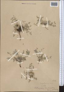 Astragalus scabrisetus Bong., Middle Asia, Western Tian Shan & Karatau (M3)