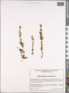Aldrovanda vesiculosa L., Siberia, Russian Far East (S6) (Russia)