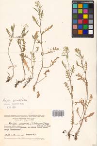 Rorippa sylvestris (L.) Besser, Eastern Europe, Moscow region (E4a) (Russia)