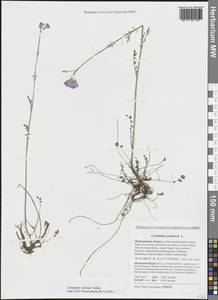 Cardamine pratensis subsp. dentata (Schult.) Čelak., Eastern Europe, Northern region (E1) (Russia)