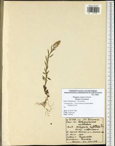 Polygala comosa Schkuhr, Eastern Europe, Central region (E4) (Russia)