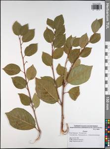 Prunus, Eastern Europe, Central region (E4) (Russia)