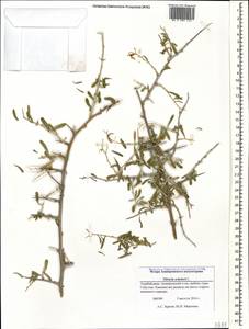 Nitraria schoberi L., Caucasus, Azerbaijan (K6) (Azerbaijan)