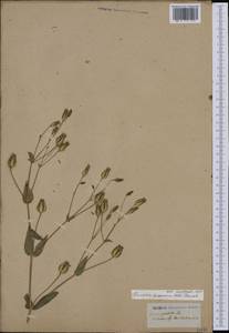 Gypsophila vaccaria (L.) Sm., Western Europe (EUR) (Italy)