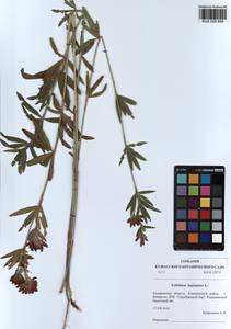 KUZ 000 849, Trifolium lupinaster L., Siberia, Altai & Sayany Mountains (S2) (Russia)