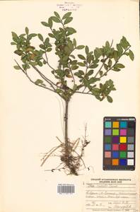 Ilex crenata Thunb., Siberia, Russian Far East (S6) (Russia)