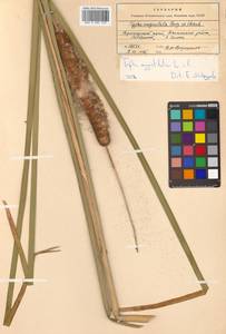 Typha angustifolia L., Siberia, Russian Far East (S6) (Russia)