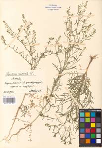 Lepidium ruderale L., Eastern Europe, Moscow region (E4a) (Russia)