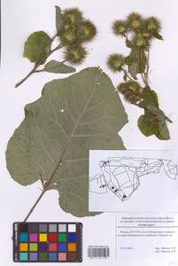 Arctium lappa L., Eastern Europe, Moscow region (E4a) (Russia)