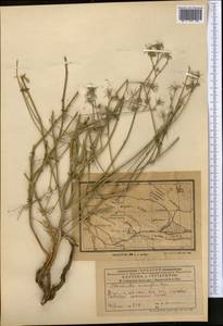 Chondrilla leiosperma Kar. & Kir., Middle Asia, Muyunkumy, Balkhash & Betpak-Dala (M9) (Kazakhstan)