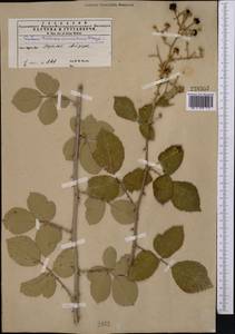 Rubus sanctus Schreb., Middle Asia, Kopet Dag, Badkhyz, Small & Great Balkhan (M1) (Turkmenistan)