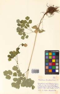 Thalictrum baicalense Turcz. ex Ledeb., Siberia, Russian Far East (S6) (Russia)