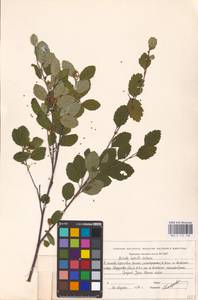Betula humilis Schrank, Eastern Europe, Eastern region (E10) (Russia)