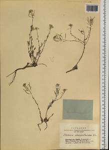 Stevenia cheiranthoides DC., Siberia, Altai & Sayany Mountains (S2) (Russia)