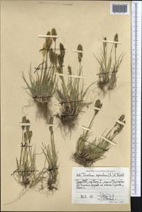 Koeleria spicata (L.) Barberá, Quintanar, Soreng & P.M.Peterson, Middle Asia, Pamir & Pamiro-Alai (M2) (Tajikistan)