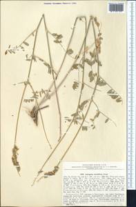 Astragalus peduncularis Royle ex Benth., Middle Asia, Pamir & Pamiro-Alai (M2) (Uzbekistan)