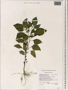 Solanum nigrum L., Africa (AFR) (Spain)