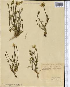 Lomatogonium carinthiacum (Wulfen) Reichenb., Middle Asia, Northern & Central Tian Shan (M4) (Kyrgyzstan)