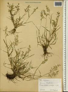 Eragrostis, Africa (AFR) (Ethiopia)
