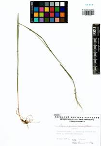 Elymus gmelinii (Trin.) Tzvelev, Siberia, Baikal & Transbaikal region (S4) (Russia)