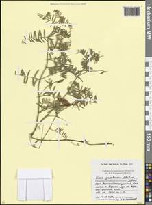Vicia tenuifolia subsp. subalpina (Grossh.) Zernov, Caucasus, Stavropol Krai, Karachay-Cherkessia & Kabardino-Balkaria (K1b) (Russia)