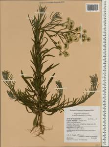 Erigeron bonariensis L., South Asia, South Asia (Asia outside ex-Soviet states and Mongolia) (ASIA) (Cyprus)