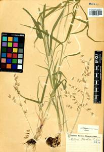 Melica turczaninowiana Ohwi, Siberia, Baikal & Transbaikal region (S4) (Russia)