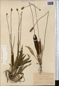 Plantago lanceolata L., Middle Asia, Northern & Central Tian Shan (M4) (Kazakhstan)