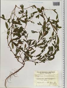Polygonum aviculare subsp. aviculare, Siberia, Western Siberia (S1) (Russia)