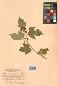 Rubus crataegifolius Bunge, Siberia, Russian Far East (S6) (Russia)