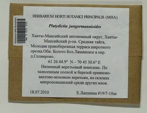 Platydictya jungermannioides (Brid.) H.A. Crum, Bryophytes, Bryophytes - Western Siberia (including Altai) (B15) (Russia)