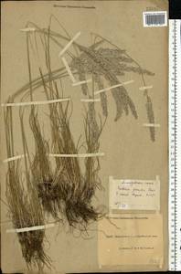 Koeleria pyramidata (Lam.) P.Beauv., Eastern Europe, North Ukrainian region (E11) (Ukraine)