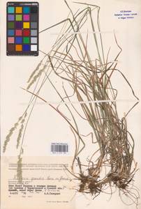 Koeleria pyramidata subsp. pyramidata, Eastern Europe, Western region (E3) (Russia)