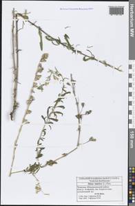 Silene tatarica (L.) Pers., Eastern Europe, Middle Volga region (E8) (Russia)