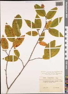 Ostrya carpinifolia Scop., Caucasus, Krasnodar Krai & Adygea (K1a) (Russia)