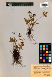 Aleuritopteris argentea (S. G. Gmel.) Fée, Siberia, Baikal & Transbaikal region (S4) (Russia)