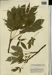 Fraxinus excelsior L., Eastern Europe, North-Western region (E2) (Russia)