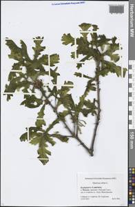 Quercus robur L., Eastern Europe, Moscow region (E4a) (Russia)