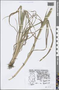 Echinochloa oryzoides (Ard.) Fritsch, Eastern Europe, Volga-Kama region (E7) (Russia)