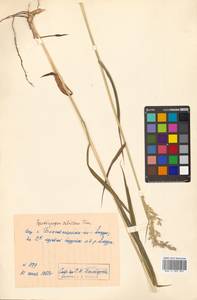 Spodiopogon sibiricus Trin., Siberia, Russian Far East (S6) (Russia)