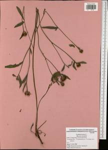 Centaurea jacea L., Eastern Europe, Central region (E4) (Russia)