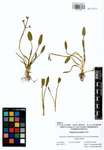 Sagittaria natans Pall., Siberia, Baikal & Transbaikal region (S4) (Russia)