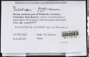 Pelekium pygmaeum (Schimp.) Touw, Bryophytes, Bryophytes - Russian Far East (excl. Chukotka & Kamchatka) (B20) (Russia)