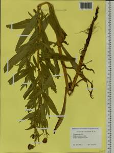 Cirsium arvense (L.) Scop., Siberia, Western Siberia (S1) (Russia)