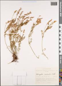 Astragalus versicolor Pall., Siberia, Altai & Sayany Mountains (S2) (Russia)