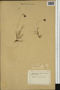 Carex bicolor Bellardi ex All., Western Europe (EUR) (Not classified)