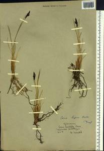 Carex bigelowii subsp. lugens (Holm) T.V.Egorova, Siberia, Chukotka & Kamchatka (S7) (Russia)