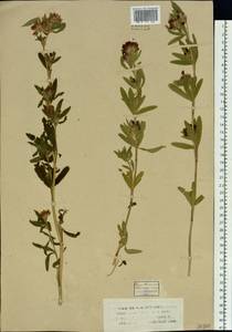 Trifolium lupinaster L., Siberia, Western Siberia (S1) (Russia)