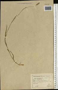 Phleum pratense L., Eastern Europe, Moscow region (E4a) (Russia)